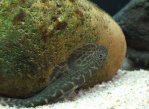 西昌華吸鰍 西昌華吸鰍