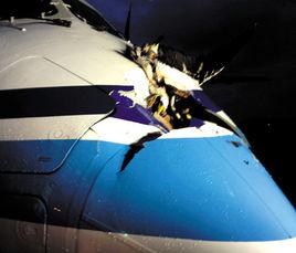 鳥撞飛機 鳥撞飛機