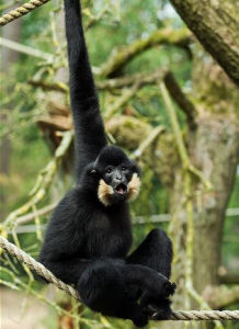 紅頰長臂猿 紅頰長臂猿