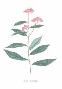 光葉繡線菊 光葉繡線菊