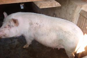 大荒壩自然村-生豬養殖