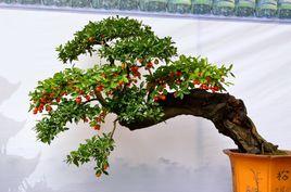 川派盆景技藝 川派盆景技藝