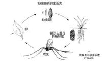 （圖）食蚜癭蚊生活史