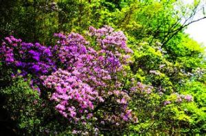 石棉杜鵑 石棉杜鵑