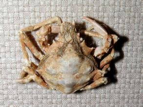 日本磯蟹 日本磯蟹