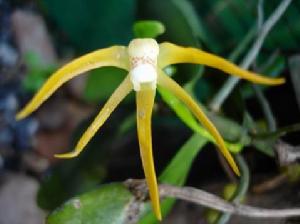 厚葉白點蘭 厚葉白點蘭