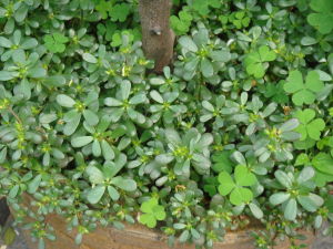 小葉馬齒莧 小葉馬齒莧