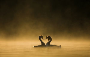 生態攝影 生態攝影