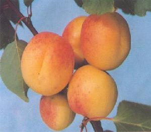 陽原供佛杏 陽原供佛杏