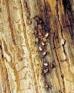 （圖）中歐山松大小蠹