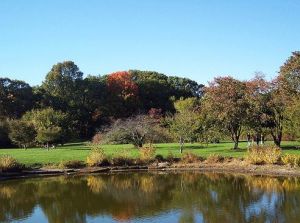 阿諾德樹木園 阿諾德樹木園