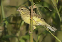 灰頭鵐指名亞種