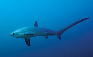 大眼長尾鯊 大眼長尾鯊
