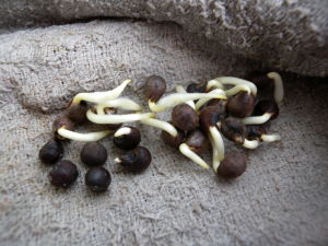 黃秋葵種子 黃秋葵種子