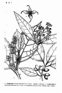 少花桃葉珊瑚(變種)