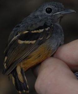 棕腹蟻鷯 棕腹蟻鷯