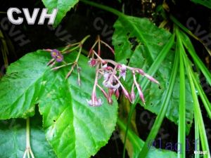 馬鈴苣苔屬 馬鈴苣苔屬