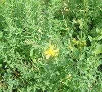 細葉金絲桃 細葉金絲桃