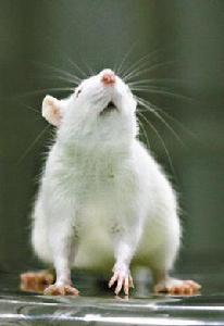 誘發性腫瘤動物模型 誘發性腫瘤動物模型