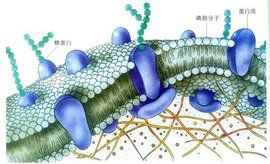 物質跨膜運輸的方式
