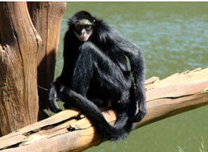 長毛蛛猴 長毛蛛猴