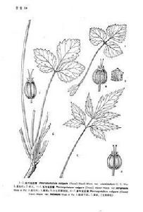 尖葉五匹青 尖葉五匹青