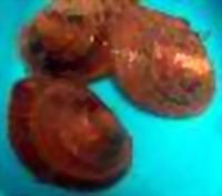 光芒豆蟶 光芒豆蟶