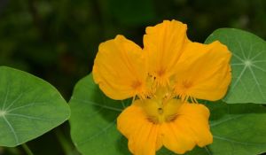 黃色旱金蓮 黃色旱金蓮