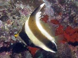 羽毛關刀魚 羽毛關刀魚