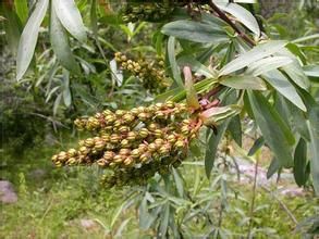 鮮卑花屬 鮮卑花屬
