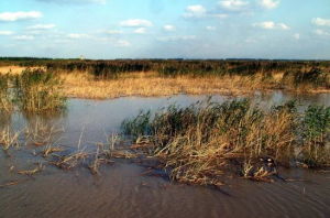 生態黑洞 生態黑洞
