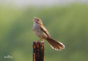卡氏針尾雀 卡氏針尾雀