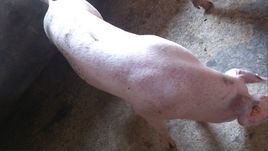 豬的圓環病毒 豬的圓環病毒