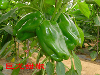 巨龍甜椒 巨龍甜椒