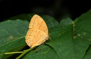 雙星箭環蝶 雙星箭環蝶