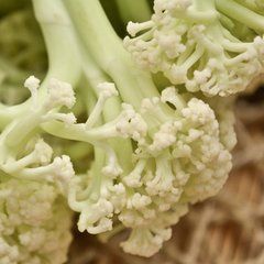 有機花菜 有機花菜