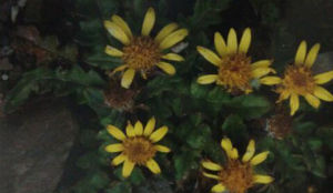 西藏千里光 西藏千里光