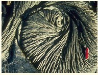 繩狀構造 繩狀構造