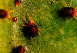 柑桔全爪蟎 柑桔全爪蟎