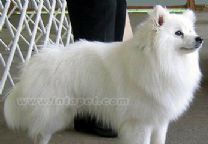 玩具美國愛斯基摩犬 玩具美國愛斯基摩犬