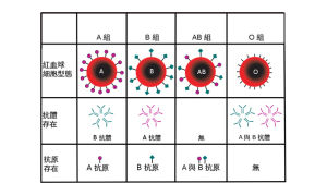 ABO血型系統