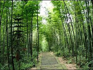 竹鄉國家森林公園