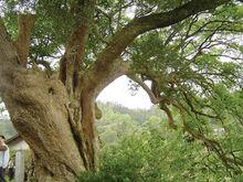 “南國奇珍”樟抱榕古樹