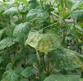 黃瓜鏽病 黃瓜鏽病