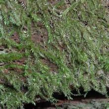 纖枝同葉蘚 纖枝同葉蘚