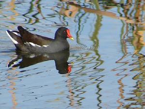 黑水雞馬里亞納亞種