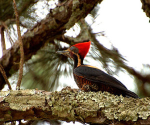 細紋黑啄木鳥 細紋黑啄木鳥