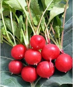 水果蘿蔔 水果蘿蔔