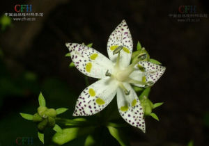 錯那獐牙菜 錯那獐牙菜
