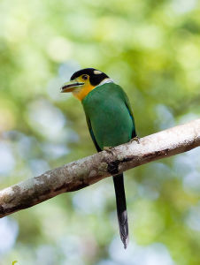 泰國長尾闊嘴鳥